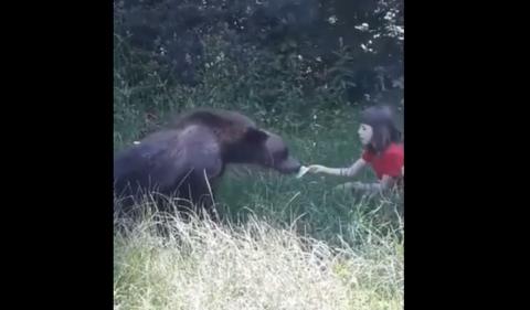 Hátborzongató! Kézből etette a vad medvét a kislány, az apja pedig videózta!